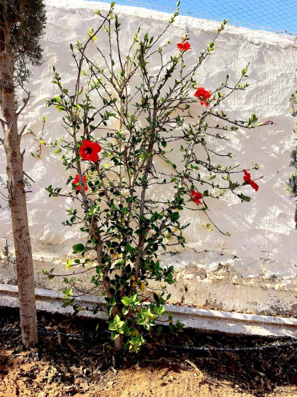 marocco hibiskus wall