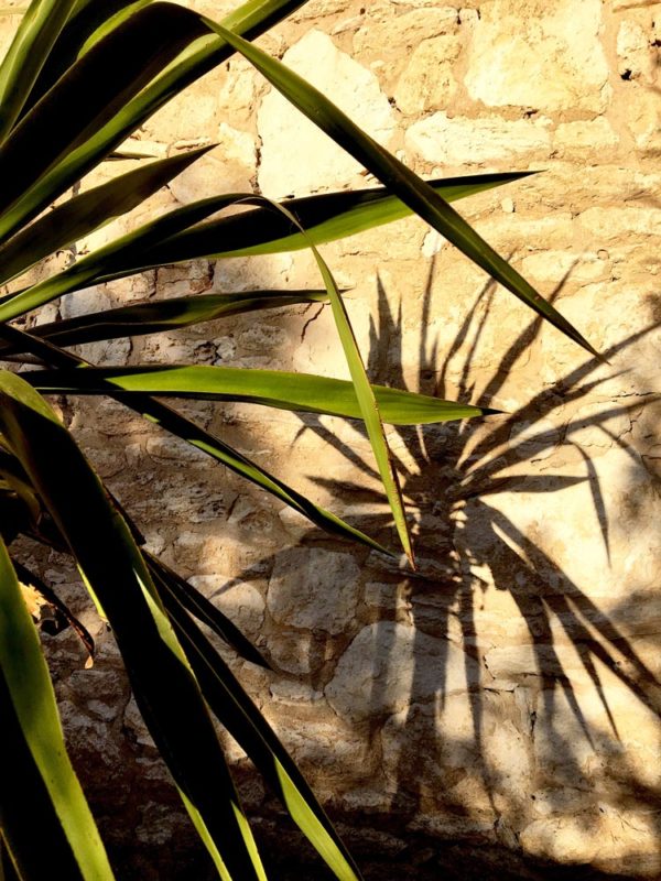 morocco green leaves